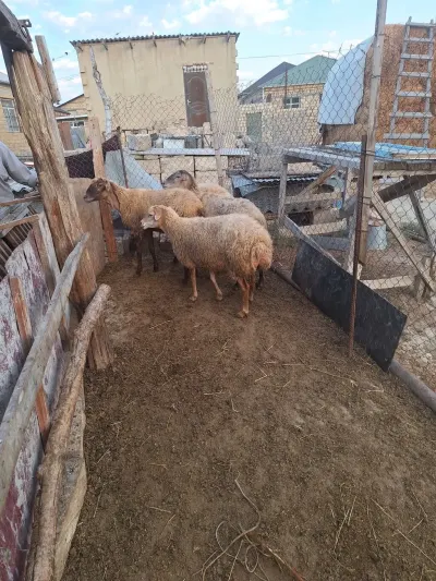 Qoyunlar — Heyvanlar, Quşlar, Balıqlar, Sumqayıt — şəkil 2