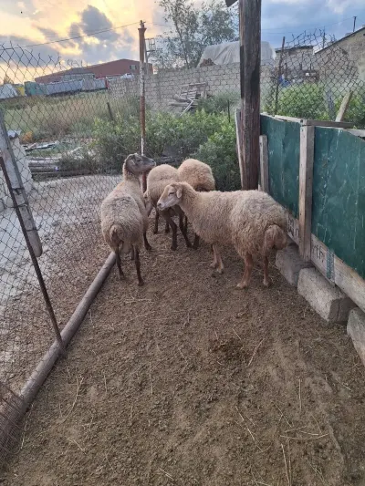 Qoyunlar — Heyvanlar, Quşlar, Balıqlar, Sumqayıt