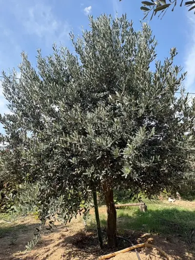 Zeytun ağacı — Dənlilər, Otlar Yemlər,  Bitkilər, Bakı