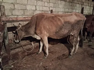 İnəklər — Heyvanlar, Quşlar, Balıqlar, Xırdalan — şəkil 3