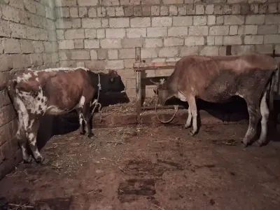 İnəklər — Heyvanlar, Quşlar, Balıqlar, Xırdalan