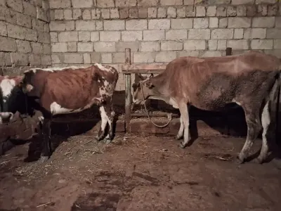 İnəklər — Heyvanlar, Quşlar, Balıqlar, Xırdalan — şəkil 2