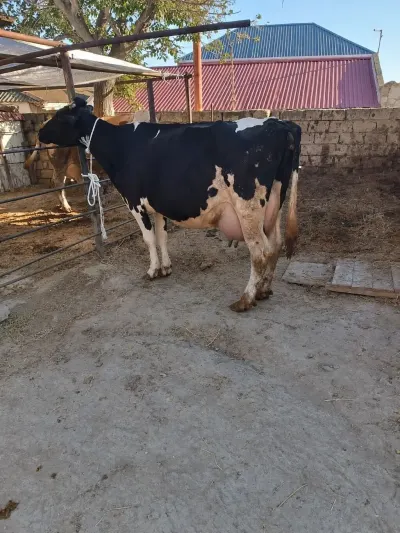 İnək — Heyvanlar, Quşlar, Balıqlar, Bakı