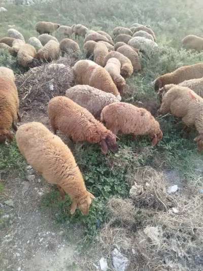 Quzular — Heyvanlar, Quşlar, Balıqlar, Bakı