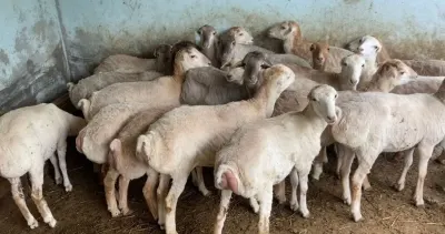 Quzu — Heyvanlar, Quşlar, Balıqlar, Balakən