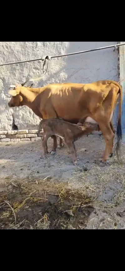Balalı inək — Heyvanlar, Quşlar, Balıqlar, İsmayıllı