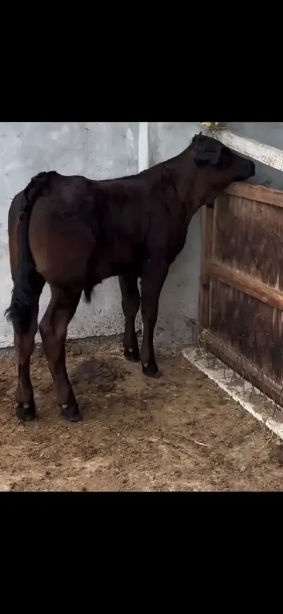 Buzov — Heyvanlar, Quşlar, Balıqlar, Zaqatala — şəkil 2