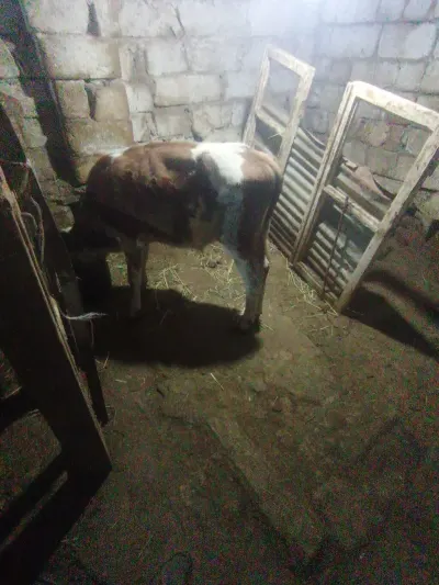 Dana — Heyvanlar, Quşlar, Balıqlar, Xırdalan — şəkil 2