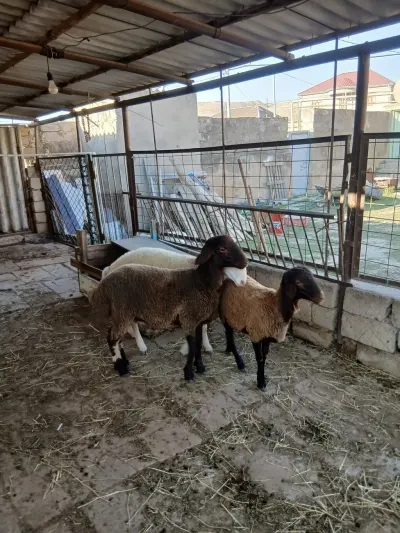 Qoyunlar — Heyvanlar, Quşlar, Balıqlar, Bakı — şəkil 2