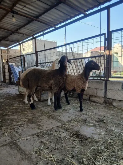 Qoyunlar — Heyvanlar, Quşlar, Balıqlar, Bakı