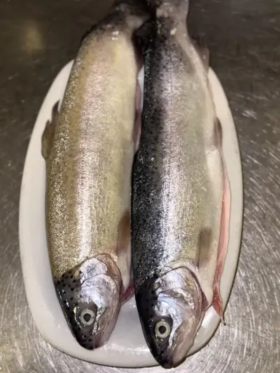 Forel — Heyvanlar, Quşlar, Balıqlar, Bakı