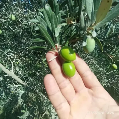 Zeytun — Meyvə və Giləmeyvə, Bakı