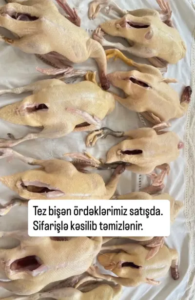 Ördək — Heyvanlar, Quşlar, Balıqlar, Bakı