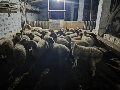 Quzular — Heyvanlar, Quşlar, Balıqlar, Bakı — şəkil 2