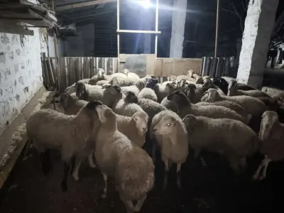 Quzular — Heyvanlar, Quşlar, Balıqlar, Bakı