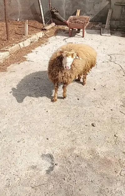 Toğlu — Heyvanlar, Quşlar, Balıqlar, Xırdalan — şəkil 2