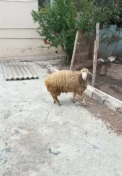 Toğlu — Heyvanlar, Quşlar, Balıqlar, Xırdalan