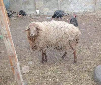 Qoç — Heyvanlar, Quşlar, Balıqlar, Xırdalan