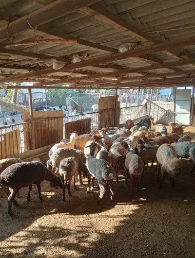 Toğlular — Heyvanlar, Quşlar, Balıqlar, Qobustan — şəkil 2