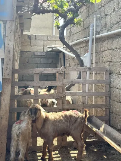 Çəpiş — Heyvanlar, Quşlar, Balıqlar, Bakı — şəkil 2