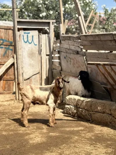 Çəpiş — Heyvanlar, Quşlar, Balıqlar, Bakı