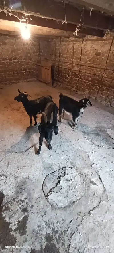 Keçilər — Heyvanlar, Quşlar, Balıqlar, Gəncə
