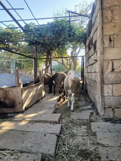 Qoyunlar — Heyvanlar, Quşlar, Balıqlar, Bakı — şəkil 3