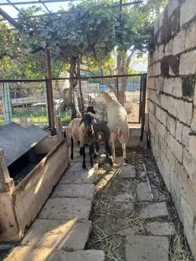 Qoyunlar — Heyvanlar, Quşlar, Balıqlar, Bakı — şəkil 2
