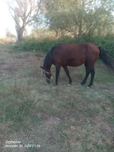 At — Heyvanlar, Quşlar, Balıqlar, Kürdəmir — şəkil 3