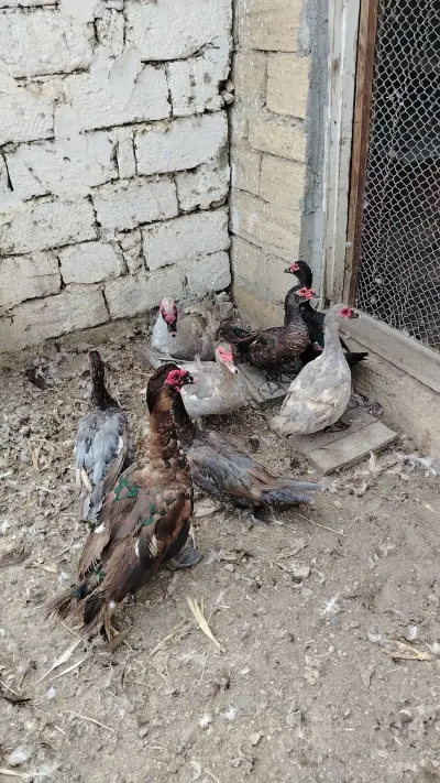 Ördək yumurtası — Heyvanlar, Quşlar, Balıqlar, Xırdalan
