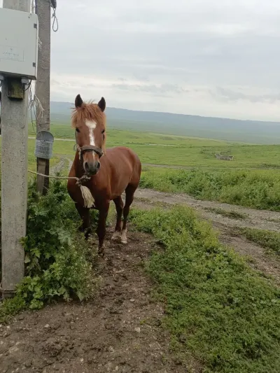 At — Heyvanlar, Quşlar, Balıqlar, Oğuz