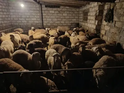Quzular — Heyvanlar, Quşlar, Balıqlar, Yevlax — şəkil 2