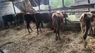 İnəklər — Heyvanlar, Quşlar, Balıqlar, Xudat