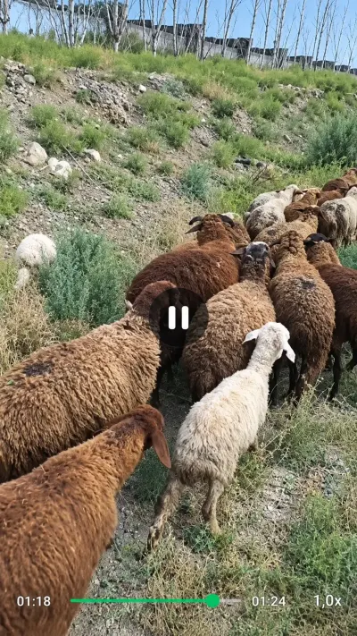 Quzular — Heyvanlar, Quşlar, Balıqlar, Şabran