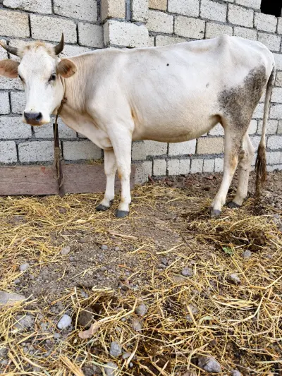 Düyə — Heyvanlar, Quşlar, Balıqlar, Şabran