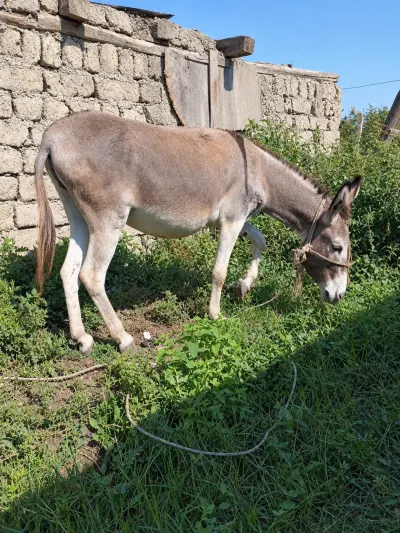 Eşşək — Heyvanlar, Quşlar, Balıqlar, Quba