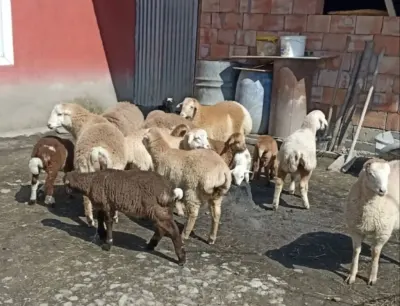 Quzular — Heyvanlar, Quşlar, Balıqlar, İsmayıllı