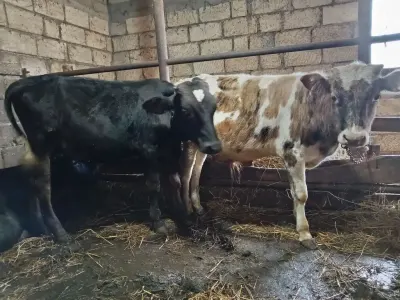 Danalar — Heyvanlar, Quşlar, Balıqlar, Xudat