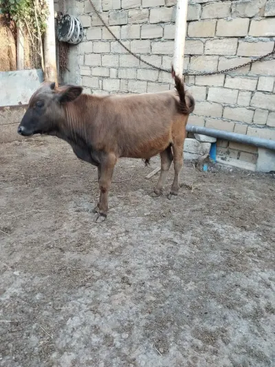 Buzov — Heyvanlar, Quşlar, Balıqlar, Bakı
