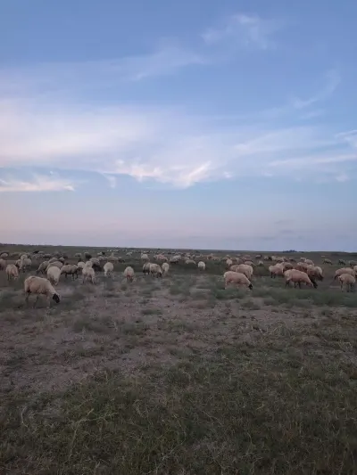 Qoyunlar — Heyvanlar, Quşlar, Balıqlar, Şabran — şəkil 2