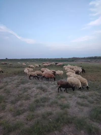 Qoyunlar — Heyvanlar, Quşlar, Balıqlar, Şabran