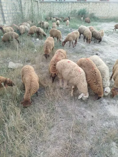 Qoyunlar — Heyvanlar, Quşlar, Balıqlar, Bakı