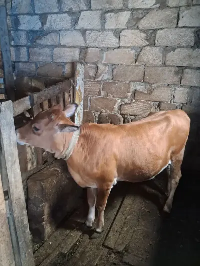 Dana — Heyvanlar, Quşlar, Balıqlar, Xırdalan