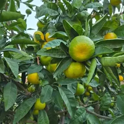 Mandarin — Meyvə və Giləmeyvə, Astara