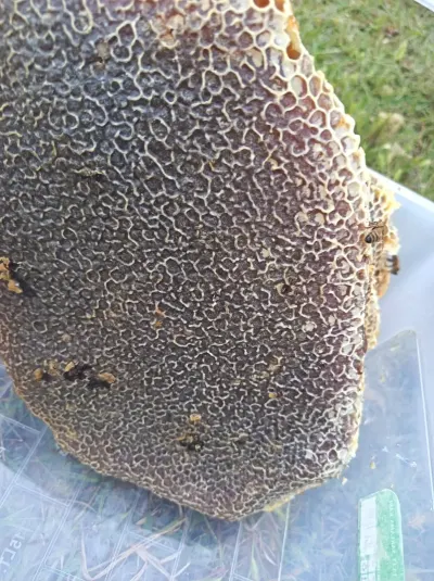 Honey — Processed Agricultural Products, Gabala — şəkil 4