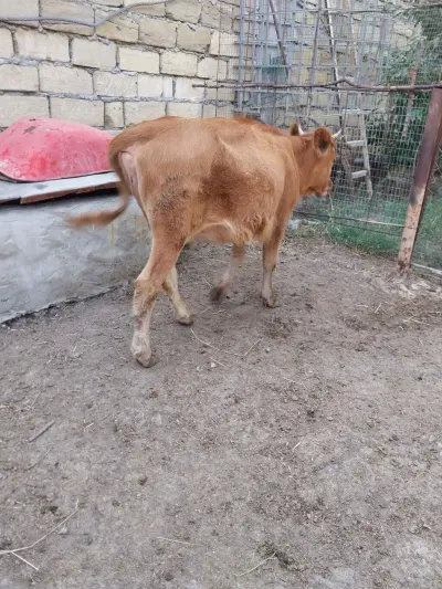 Dana — Heyvanlar, Quşlar, Balıqlar, Bakı — şəkil 2