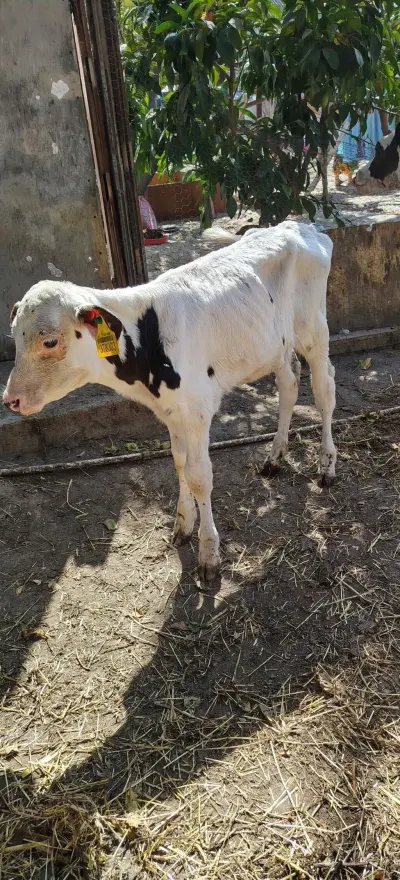Buzov — Heyvanlar, Quşlar, Balıqlar, Ağdaş — şəkil 2