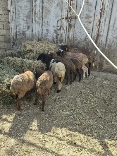 Quzular — Heyvanlar, Quşlar, Balıqlar, Bakı — şəkil 2