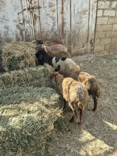 Quzular — Heyvanlar, Quşlar, Balıqlar, Bakı