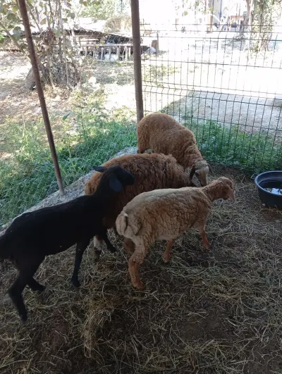 Qoyunlar — Heyvanlar, Quşlar, Balıqlar, Quba — şəkil 2
